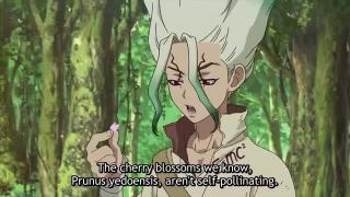 Drstone pice5